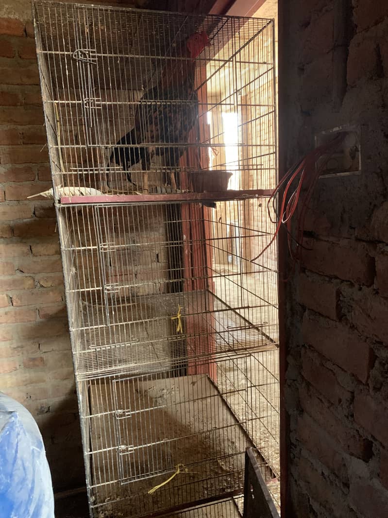 Cages 1