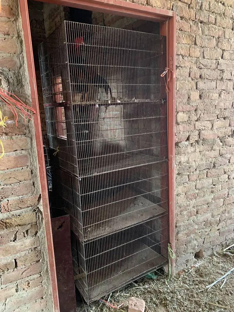 Cages — photo 3