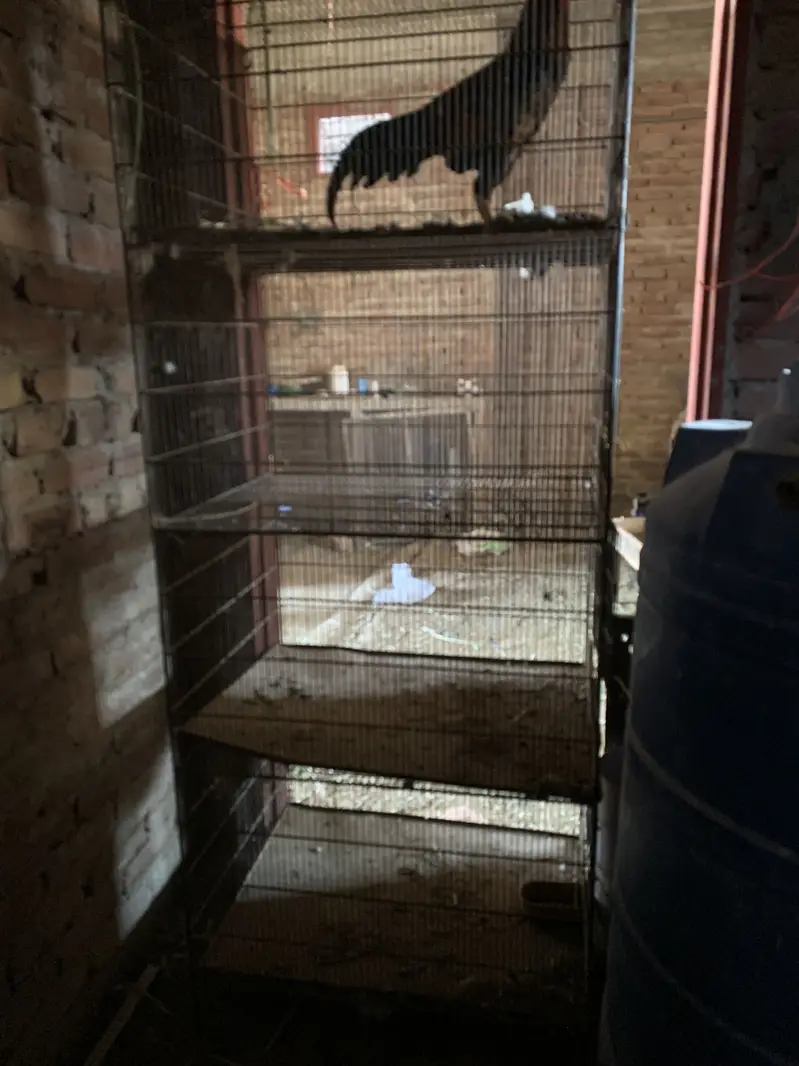 Cages — photo 4