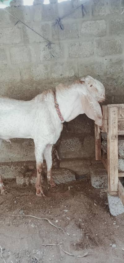 makhi cheena bakra