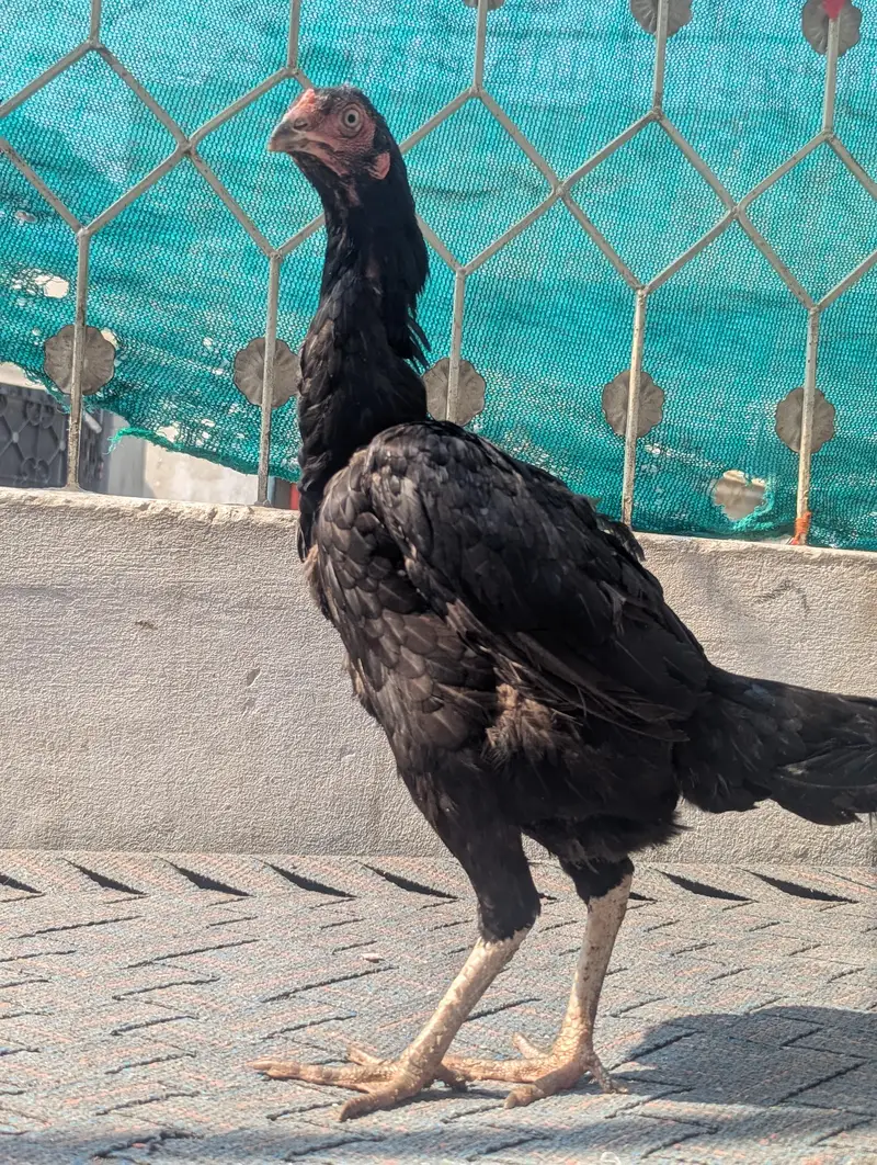 pure Mushki aseel madi — photo 5