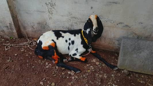 bakri for sale