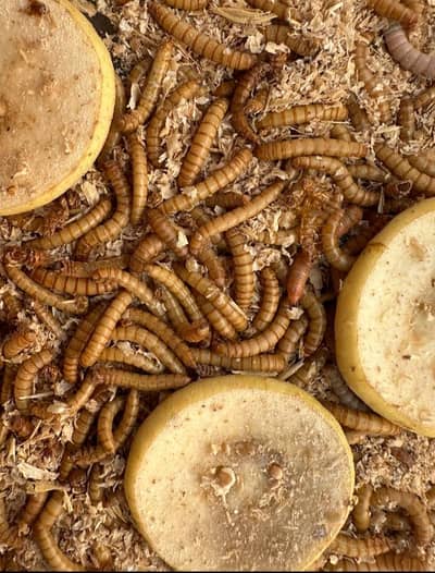 Mealworm fresh larva for birds fish and animal food in Faisalabad