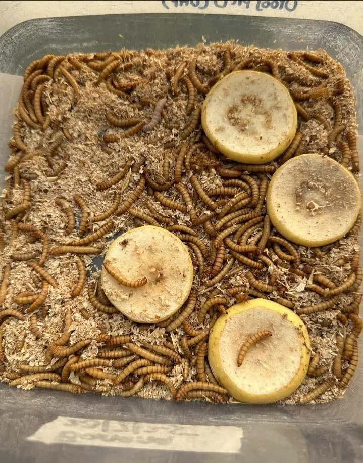 Mealworm fresh larva for birds fish and animal food in Faisalabad — photo 2