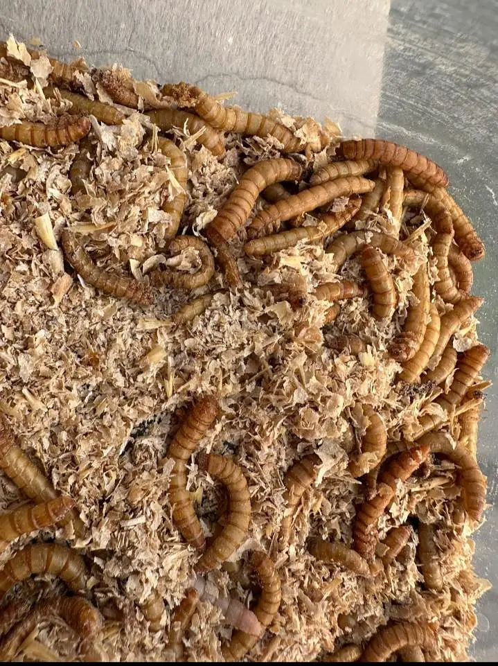 Mealworm fresh larva for birds fish and animal food in Faisalabad — photo 3