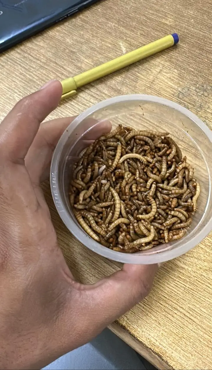 Mealworm fresh larva for birds fish and animal food in Faisalabad — photo 4
