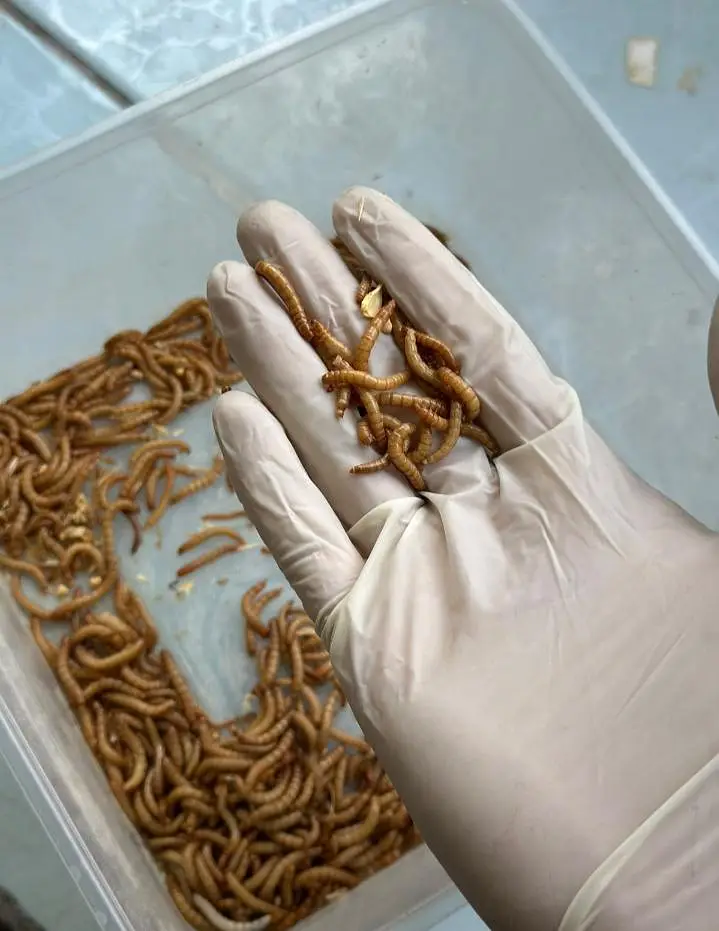 Mealworm fresh larva for birds fish and animal food in Faisalabad — photo 5