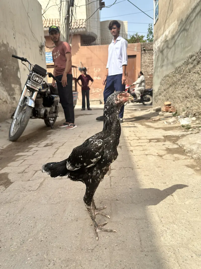 Oh shamo for sale — photo 2