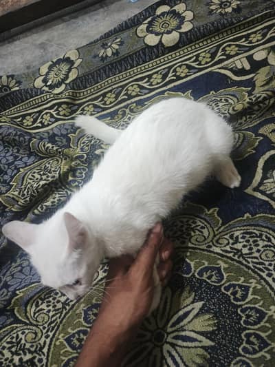 Persian cat ka cross
