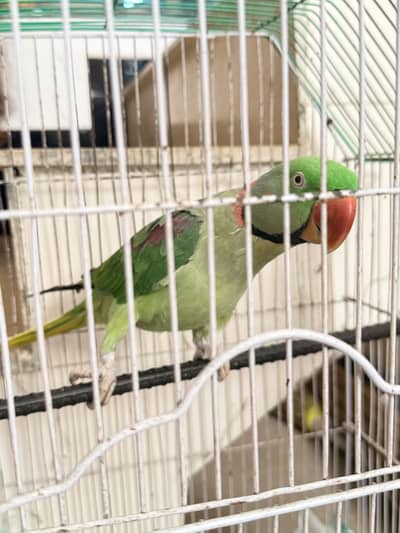 Urgent sale green ring neck 2 years old with cage