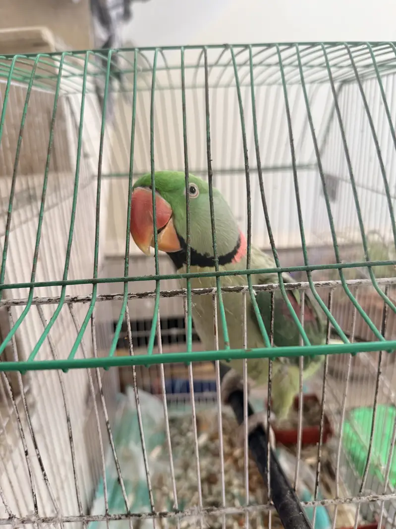 Urgent sale green ring neck 2 years old with cage — photo 2