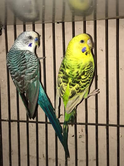 Black wing Male TCB Female