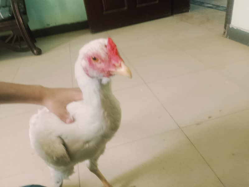 murga 0