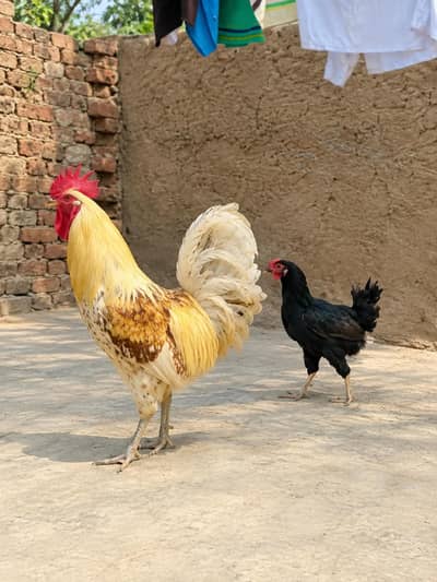 cock. hen