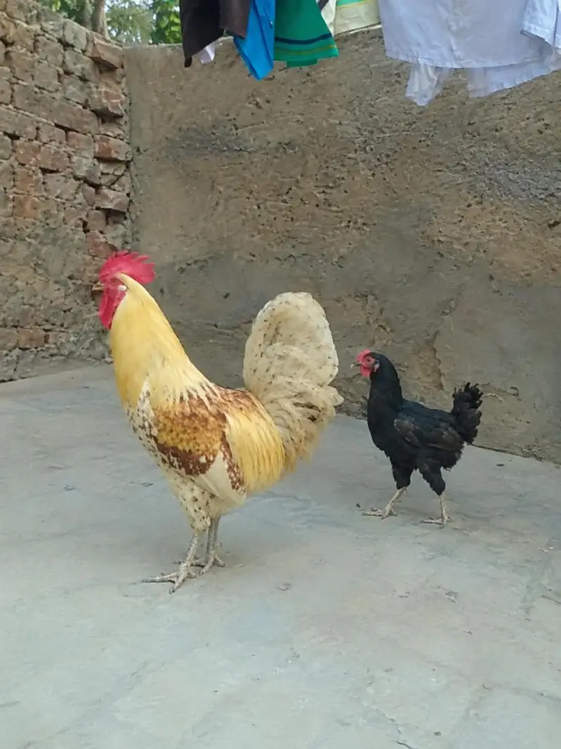 cock. hen — photo 2