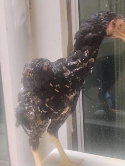 Aseel murga fawa or dragon cross or miawali murgi egg laying available