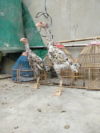 Top Quality Pure Japanese & German Shamo Chicks