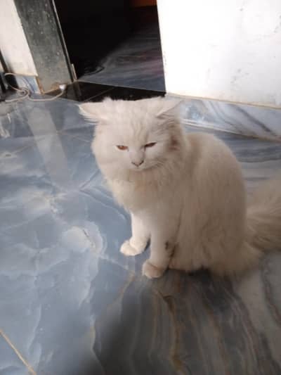 urgent sale and cut Persian cat .
