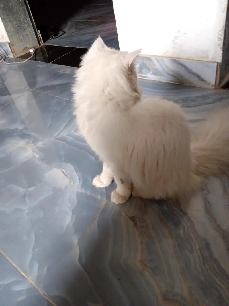 urgent sale and beautiful Persian cat . — photo 2