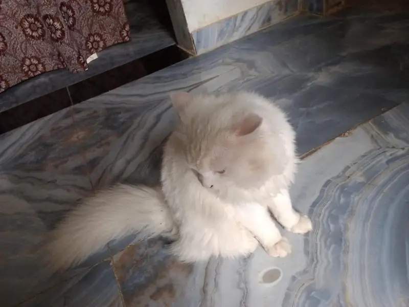 urgent sale and beautiful Persian cat . — photo 3