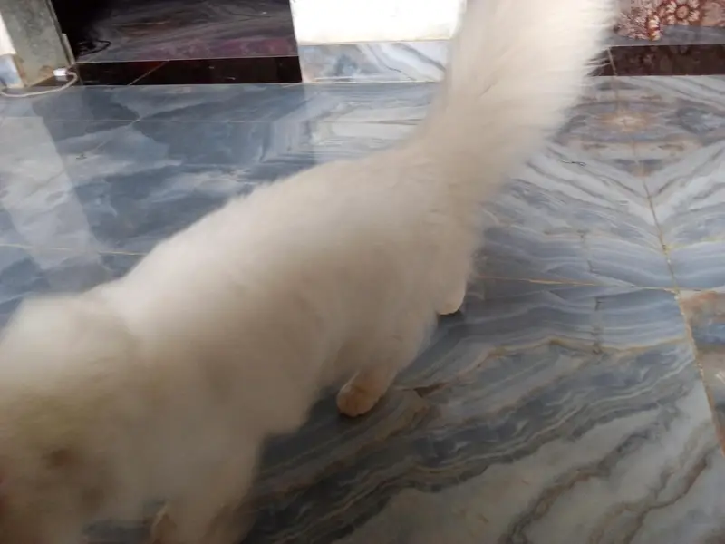 urgent sale and beautiful Persian cat . — photo 4