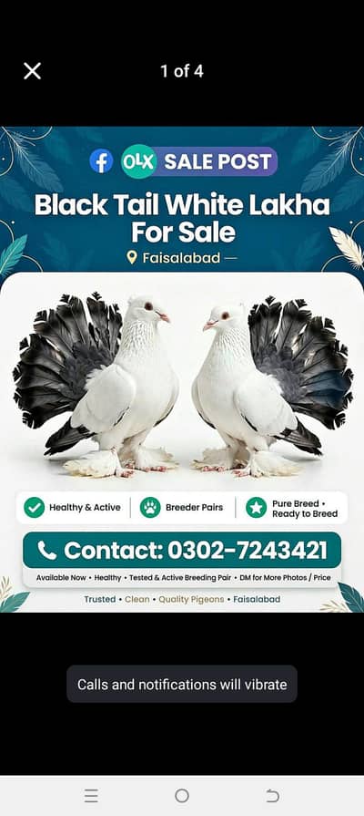 pairs available