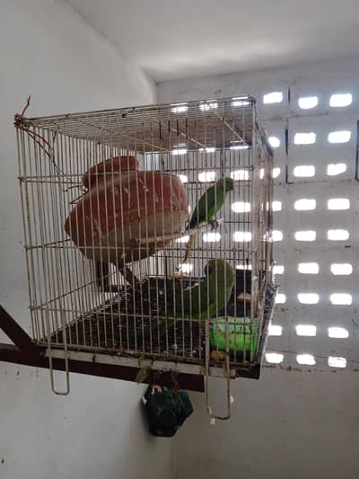 talking parrot