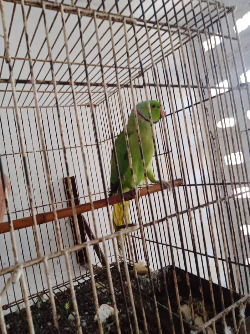 talking parrot 1
