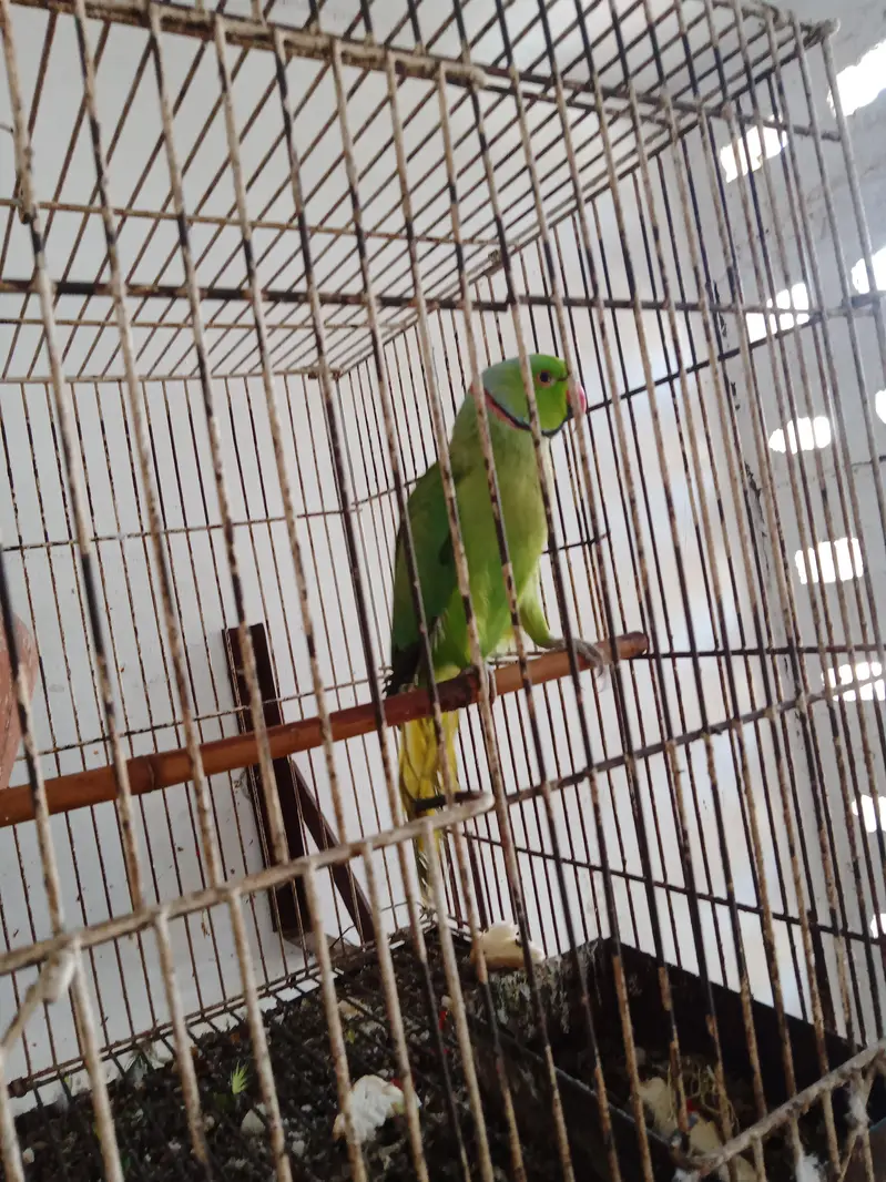 talking parrot — photo 2