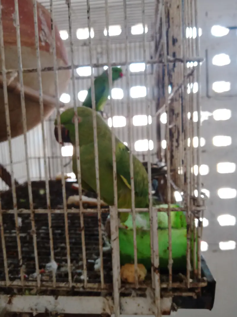 talking parrot — photo 3