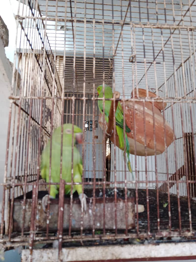 talking parrot 3