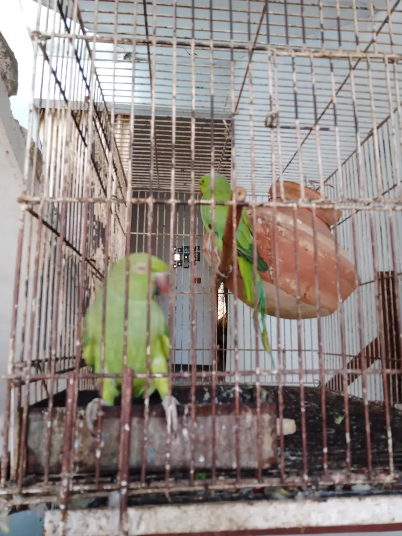 talking parrot — photo 4