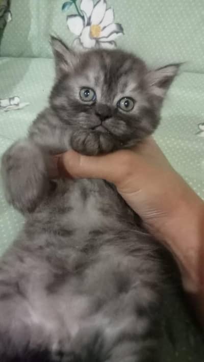 cash on delivery Persian Punch face triple coat cat Kitten