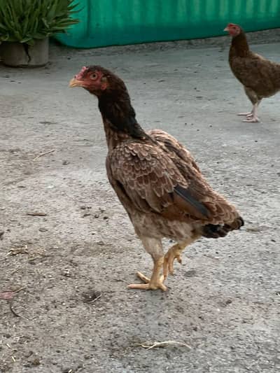 Aseel female available