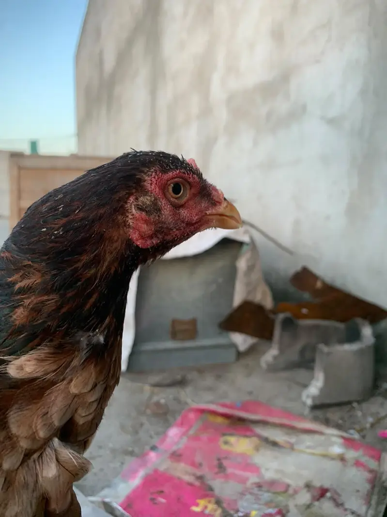 Aseel female available — photo 2
