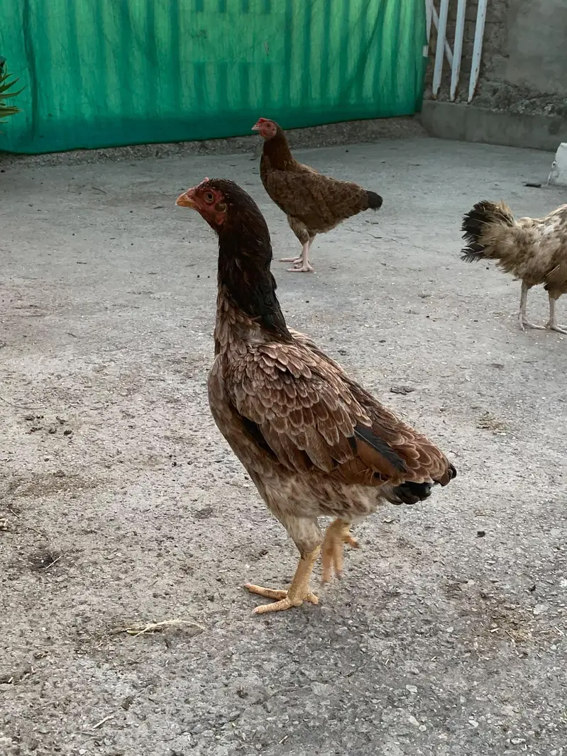 Aseel female available — photo 4