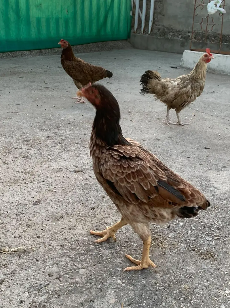 Aseel female available — photo 5
