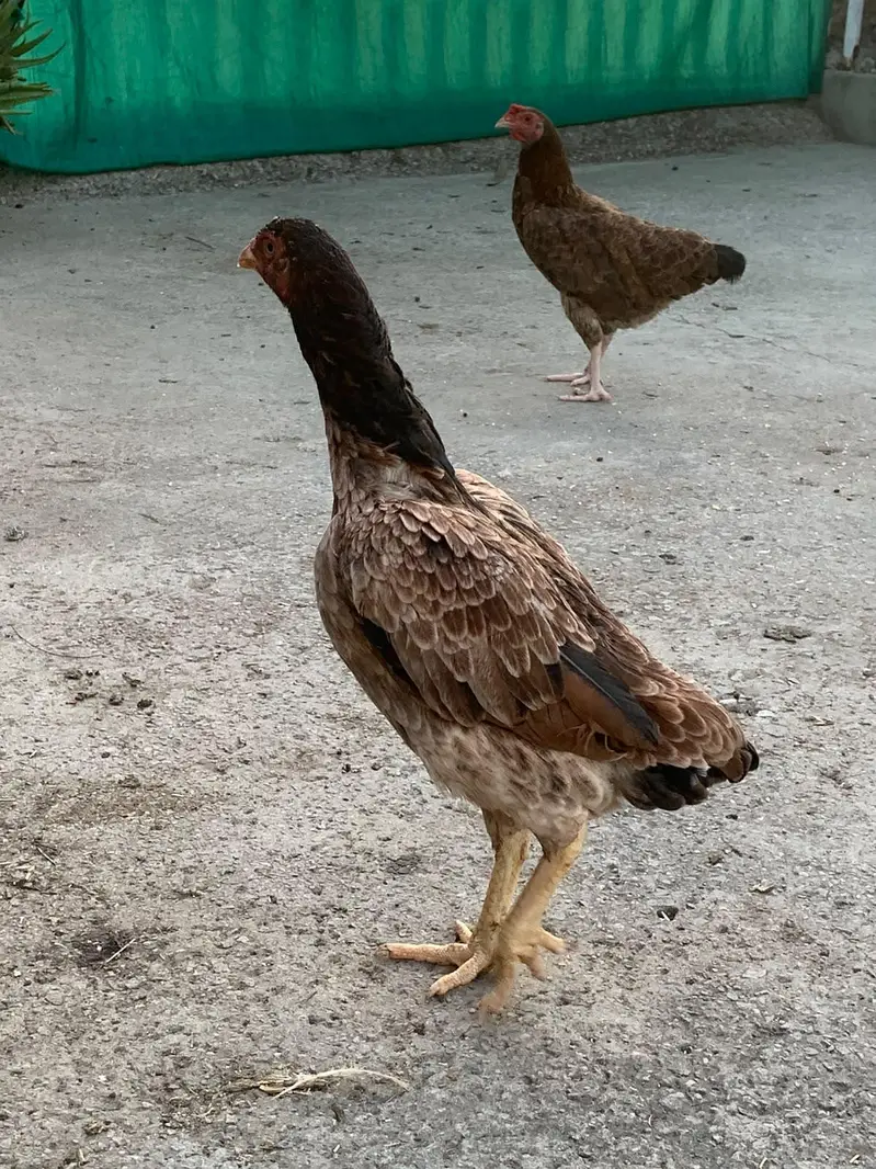 Aseel female available — photo 6