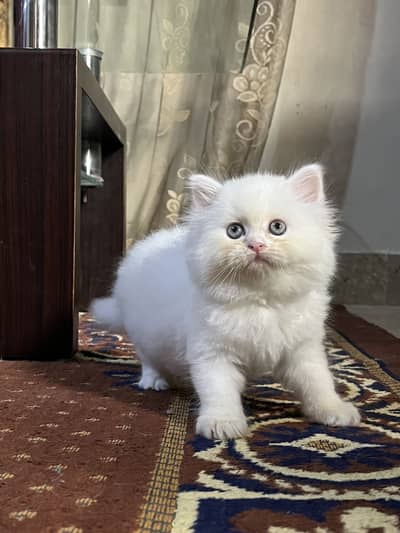 Persian kitten