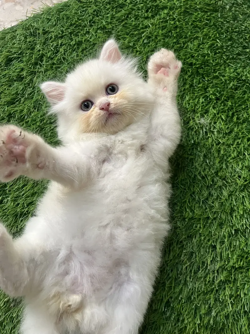 Persian kitten — photo 3