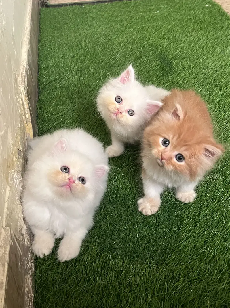 Persian kitten — photo 4