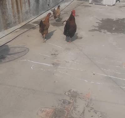 1 male murgha 2 females hens for sell daily 1 egg