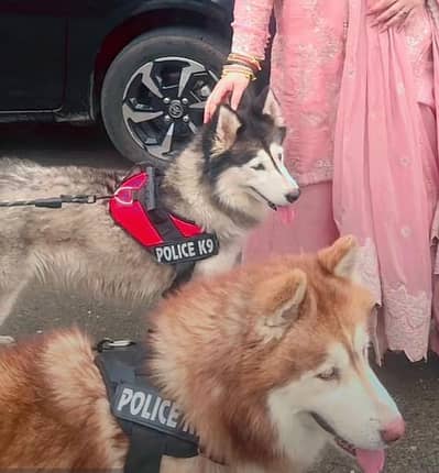 Husky pair