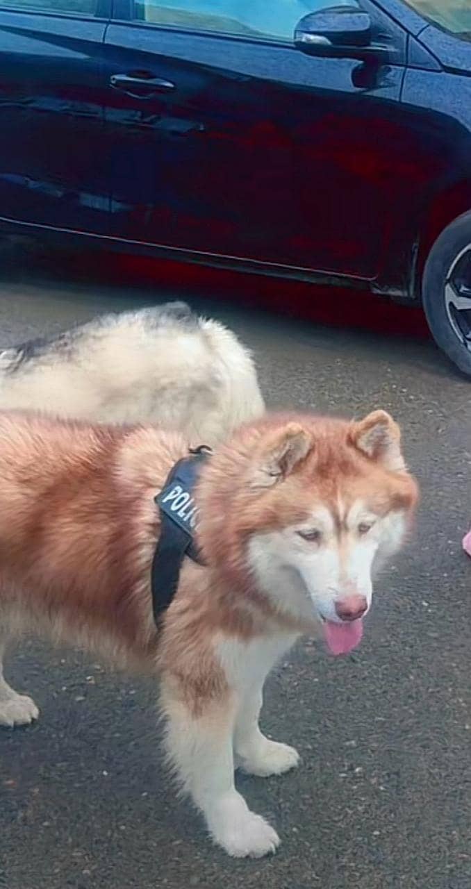 Husky pair 1