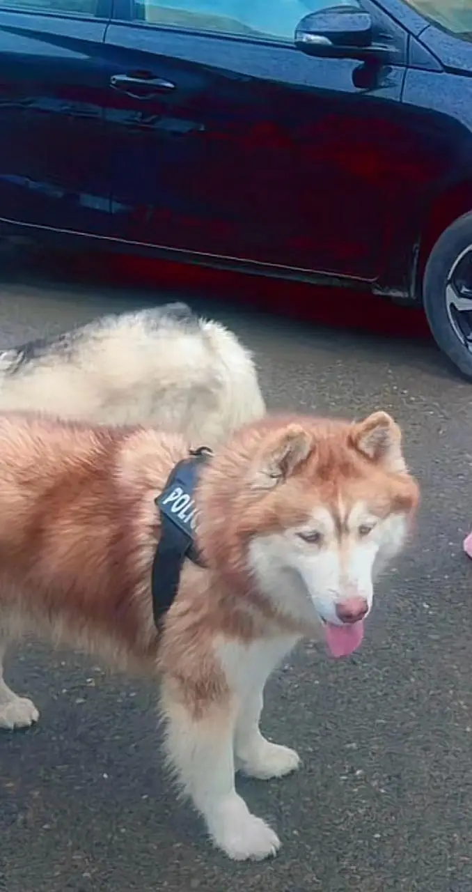 Husky pair — photo 2