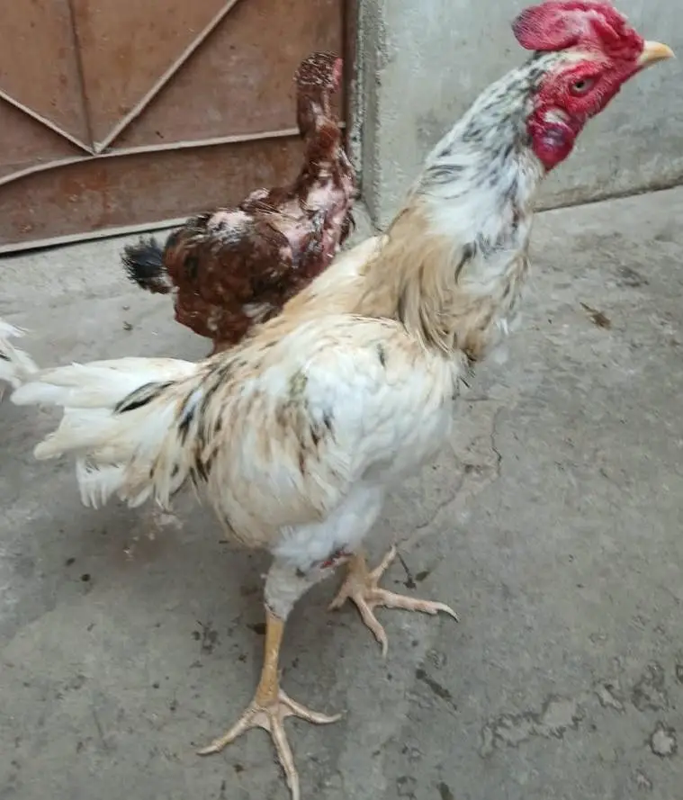 4 aseel murgi +1 aseel murga — photo 7