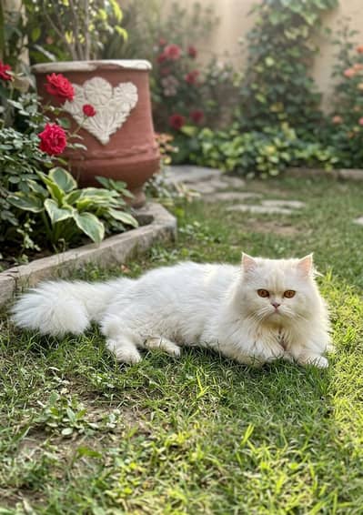Punch Face female cat Available Triple coated Persian white