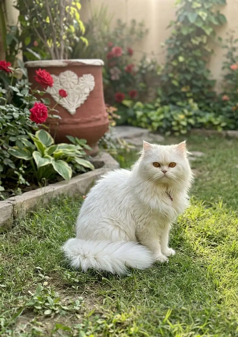 Punch Face female cat Available Triple coated Persian white — photo 2