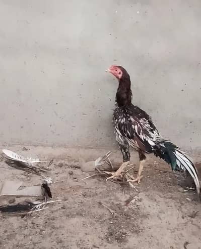 lasani mushka aseel patha murgi murga pair