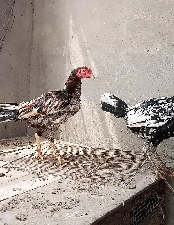 lasani mushka aseel patha murgi murga pair — photo 3
